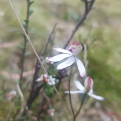 Caladenia moschata (Musky Caps) at Mt Holland - 6 Nov 2023 by danswell