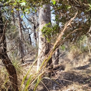 Gahnia sp. at Wapengo, NSW - 11 Nov 2023