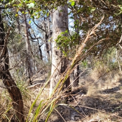 Gahnia microstachya (Slender Saw-sedge) at Wapengo, NSW - 11 Nov 2023 by trevorpreston