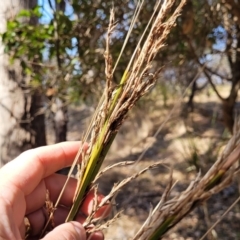 Gahnia microstachya at Wapengo, NSW - 11 Nov 2023 03:12 PM