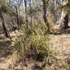 Gahnia sp. at Wapengo, NSW - 11 Nov 2023