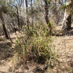 Gahnia microstachya at Wapengo, NSW - 11 Nov 2023 03:12 PM