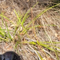 Lepidosperma laterale (Variable Sword Sedge) at Wapengo, NSW - 11 Nov 2023 by trevorpreston