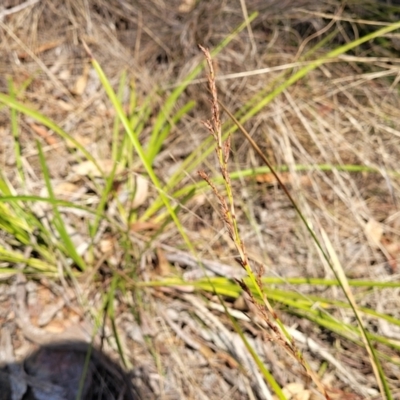 Lepidosperma laterale (Variable Sword Sedge) at Wapengo, NSW - 11 Nov 2023 by trevorpreston