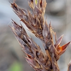 Lepidosperma laterale at Wapengo, NSW - 11 Nov 2023