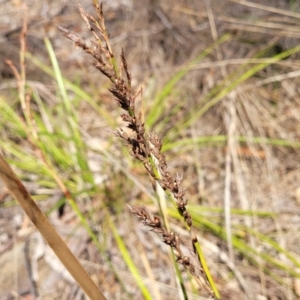 Lepidosperma laterale at Wapengo, NSW - 11 Nov 2023 03:10 PM