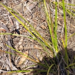 Lepidosperma laterale at Wapengo, NSW - 11 Nov 2023 03:10 PM
