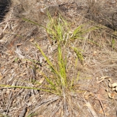 Lepidosperma laterale at Wapengo, NSW - 11 Nov 2023