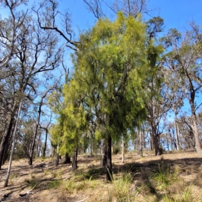 Exocarpos cupressiformis (Cherry Ballart) at Wapengo, NSW - 11 Nov 2023 by trevorpreston