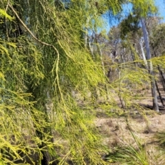 Exocarpos cupressiformis at Wapengo, NSW - 11 Nov 2023 03:08 PM