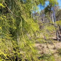 Exocarpos cupressiformis at Wapengo, NSW - 11 Nov 2023