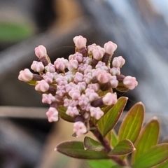 Platysace lanceolata (Shrubby Platysace) at Wapengo, NSW - 11 Nov 2023 by trevorpreston