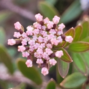 Platysace lanceolata at Wapengo, NSW - 11 Nov 2023