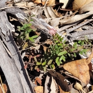 Platysace lanceolata at Wapengo, NSW - 11 Nov 2023