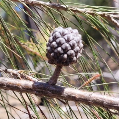 Allocasuarina littoralis (Black She-oak) at Wapengo, NSW - 11 Nov 2023 by trevorpreston