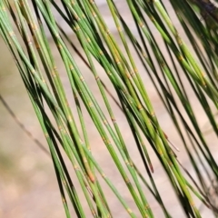 Allocasuarina littoralis at Wapengo, NSW - 11 Nov 2023 03:07 PM