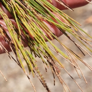 Allocasuarina littoralis at Wapengo, NSW - 11 Nov 2023