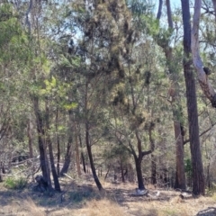 Allocasuarina littoralis at Wapengo, NSW - 11 Nov 2023