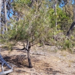 Allocasuarina littoralis at Wapengo, NSW - 11 Nov 2023
