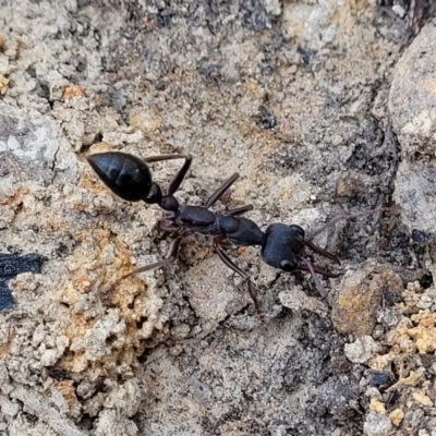 Unidentified Ant (Hymenoptera, Formicidae) at Wapengo, NSW - 11 Nov 2023 by trevorpreston