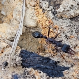 Myrmecia sp. (genus) at Wapengo, NSW - 11 Nov 2023 03:04 PM