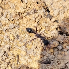 Myrmecia sp. (genus) at Wapengo, NSW - 11 Nov 2023 03:04 PM
