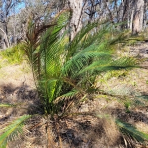 Macrozamia communis at Wapengo, NSW - suppressed