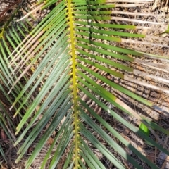 Macrozamia communis at Wapengo, NSW - suppressed