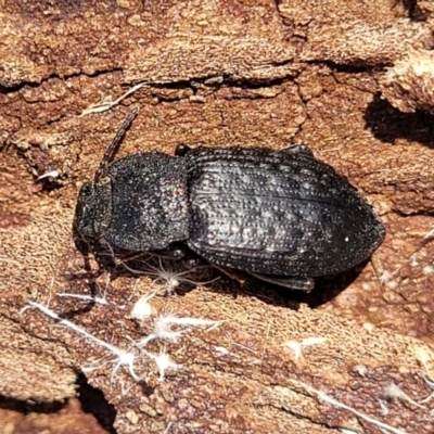 Seirotrana sp. (genus) (Darkling beetle) at Wapengo, NSW - 11 Nov 2023 by trevorpreston