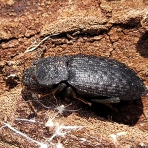 Seirotrana sp. (genus) at Mimosa Rocks National Park - 11 Nov 2023