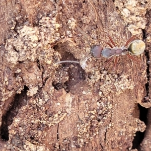 Camponotus suffusus at Mimosa Rocks National Park - 11 Nov 2023 03:00 PM