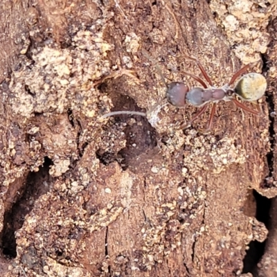 Unidentified Ant (Hymenoptera, Formicidae) at Mimosa Rocks National Park - 11 Nov 2023 by trevorpreston