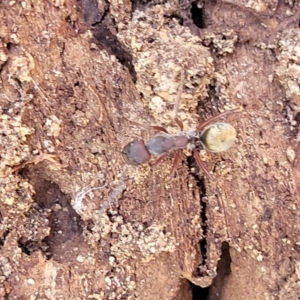 Camponotus suffusus at Mimosa Rocks National Park - 11 Nov 2023 03:00 PM