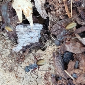 Camponotus suffusus at Mimosa Rocks National Park - 11 Nov 2023 03:00 PM