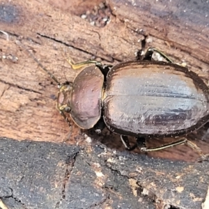 Adelium subdepressum at Mimosa Rocks National Park - 11 Nov 2023