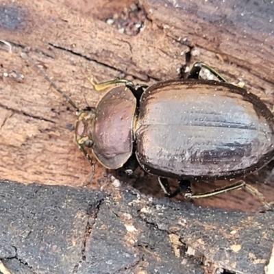 Adelium subdepressum (Darkling Beetle) at Wapengo, NSW - 11 Nov 2023 by trevorpreston