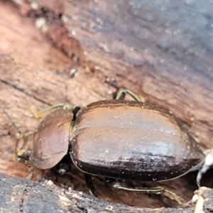 Adelium subdepressum at Mimosa Rocks National Park - 11 Nov 2023 02:59 PM