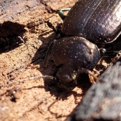 Adelium subdepressum at Mimosa Rocks National Park - 11 Nov 2023 02:59 PM