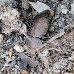Adelium subdepressum (Darkling Beetle) at Wapengo, NSW - 11 Nov 2023 by trevorpreston