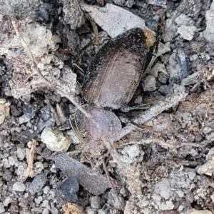 Adelium subdepressum at Mimosa Rocks National Park - 11 Nov 2023