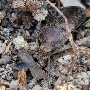 Adelium subdepressum at Mimosa Rocks National Park - 11 Nov 2023