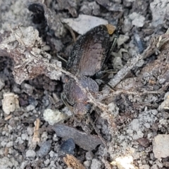 Adelium subdepressum at Mimosa Rocks National Park - 11 Nov 2023