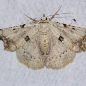 Aeolochroma quadrilinea at Sheldon, QLD - 23 Nov 2007