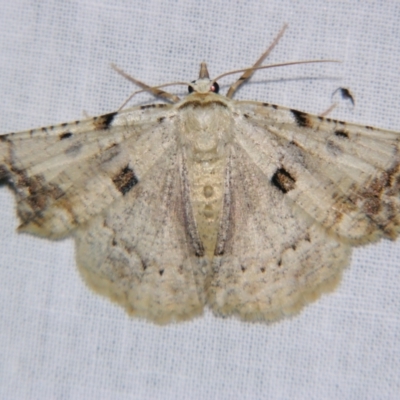 Aeolochroma quadrilinea (A Geometer moth) at Sheldon, QLD - 23 Nov 2007 by PJH123