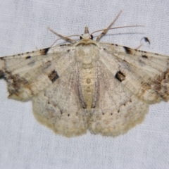 Aeolochroma quadrilinea (A Geometer moth) at Sheldon, QLD - 23 Nov 2007 by PJH123