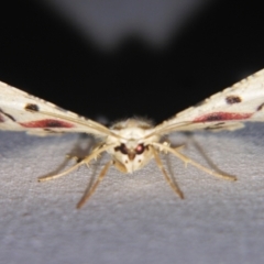 Aeolochroma quadrilinea at Sheldon, QLD - suppressed