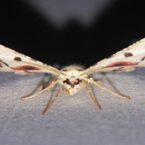 Aeolochroma quadrilinea at Sheldon, QLD - 23 Nov 2007