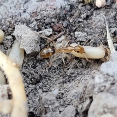 Unidentified Ant (Hymenoptera, Formicidae) at Mimosa Rocks National Park - 11 Nov 2023 by trevorpreston