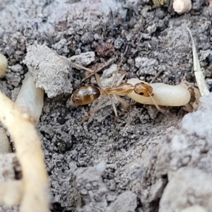 Camponotus sp. (genus) at Mimosa Rocks National Park - 11 Nov 2023