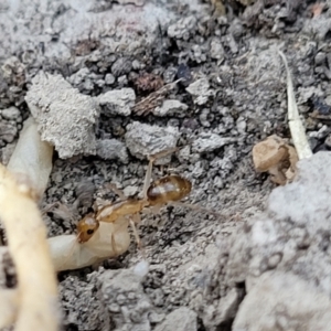 Camponotus sp. (genus) at Mimosa Rocks National Park - 11 Nov 2023